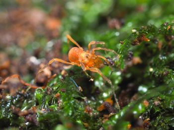 Media type: image; Invertebrate Zoology 152657   Description: live specimen;
